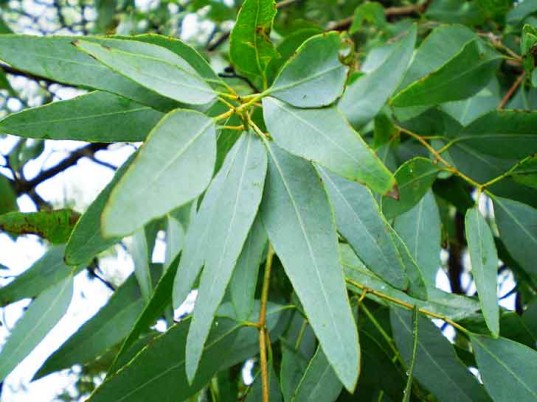 Eucalyptus Essential Oil